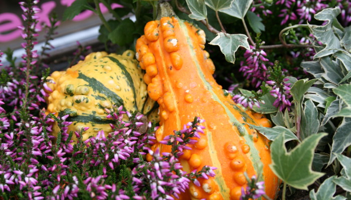 Nürnberg: Herbstbepflanzung beim Texthaus