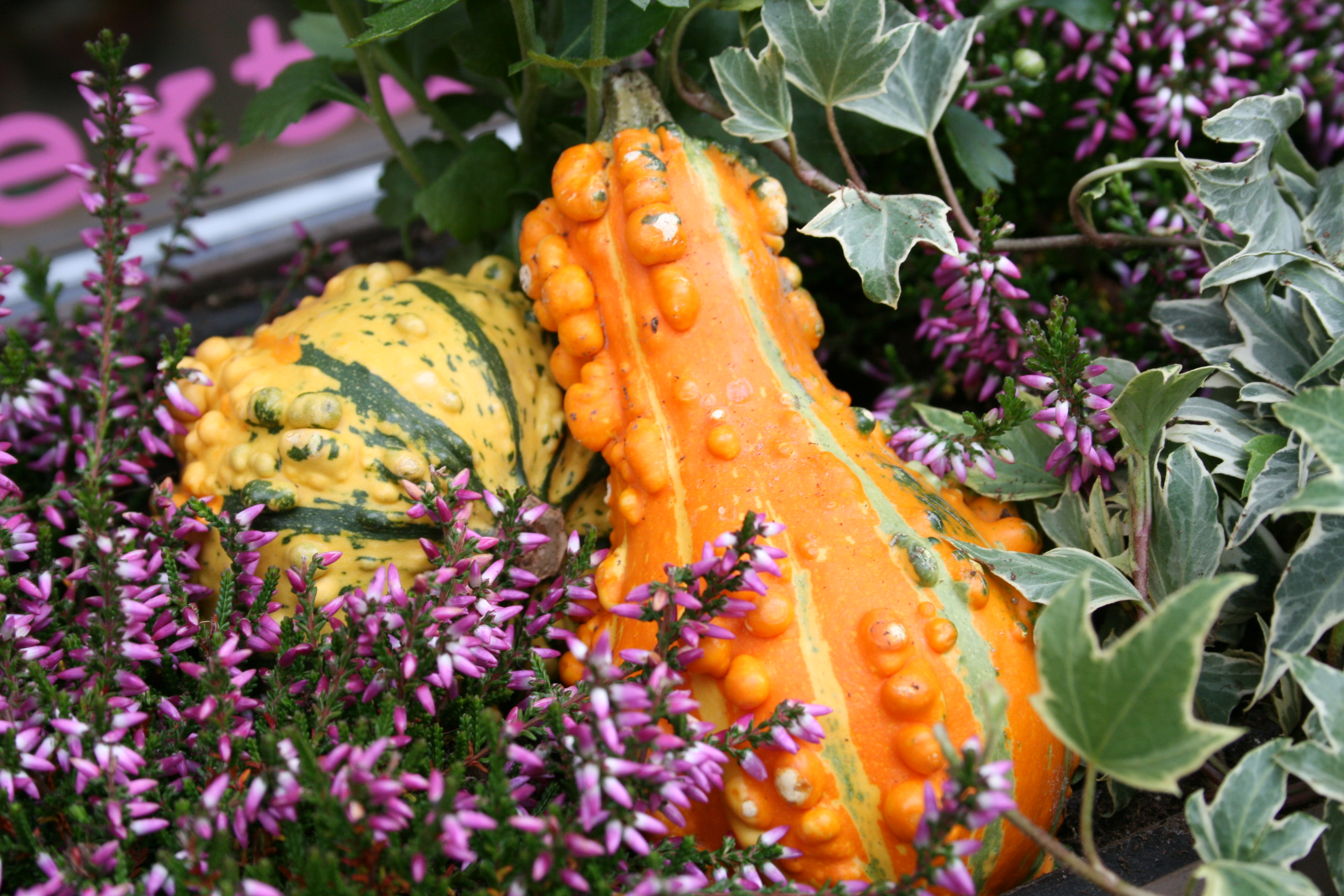 Nürnberg: Herbstbepflanzung beim Texthaus