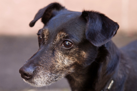 Fips – Buchstabenhund in der Werbeagentur Rosa Welt in Nürnberg