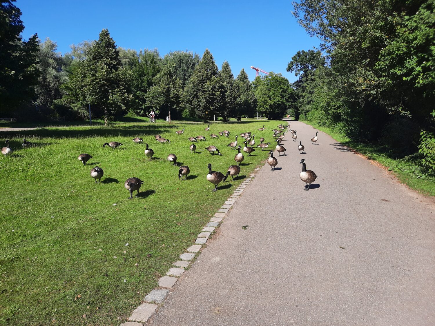 Gänse am Wöhrder See