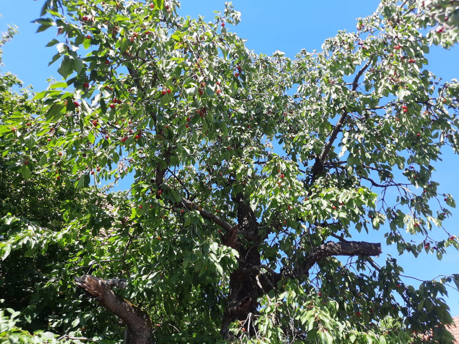Worzeldorf: Der Kirschbaum des Apothekers