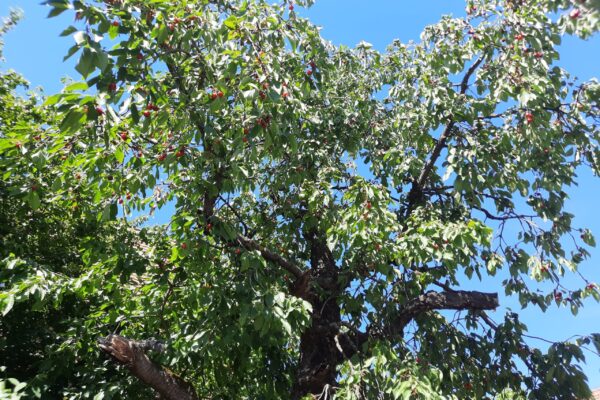 Worzeldorf: Der Kirschbaum des Apothekers
